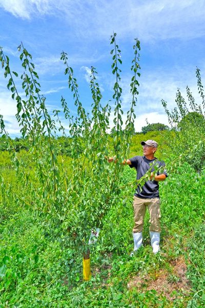 オーナーと共に梅の成長を見守る山本康雄代表（和歌山県みなべ町熊岡）